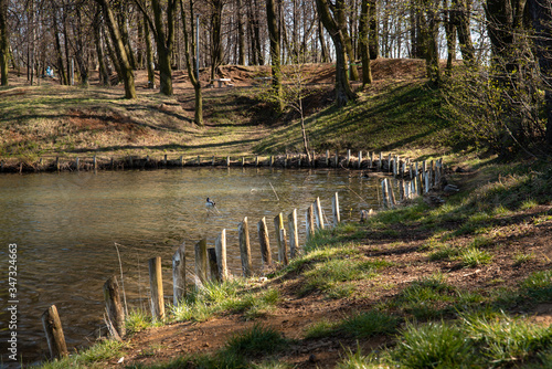 
View of the lake in the park between the trees. Ready free space for an inscription