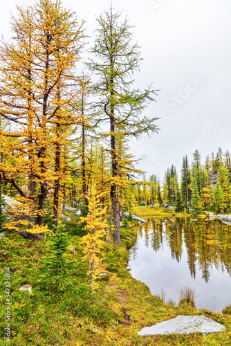 Golden larch trees reflect on a small pond at Lake O Hara in the Canadian Rockies