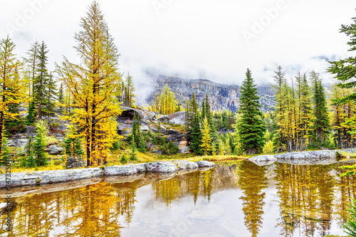 Fototapeta Naklejka Na Ścianę i Meble -  Autumn Colors at Lake O'Hara in the Canadian Rockies