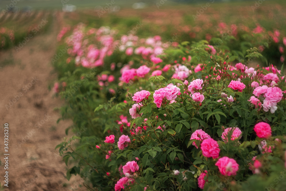 Field of roses. Beautiful pink roses. Roses are grown on plantations for the production of essential oils and cosmetics. Evening landscape.