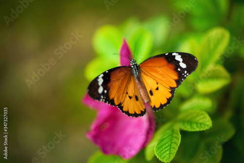 Monarch Butterfly on a flower