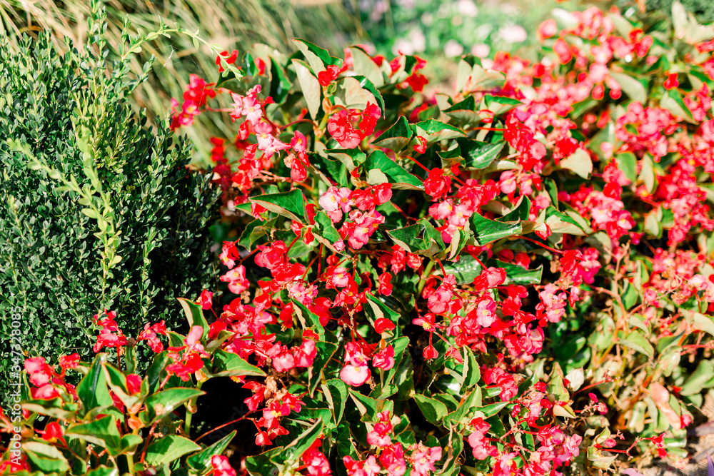 Red Pink Blooming Flowers in a Bush of Green, Beautiful Spring Flowers. 