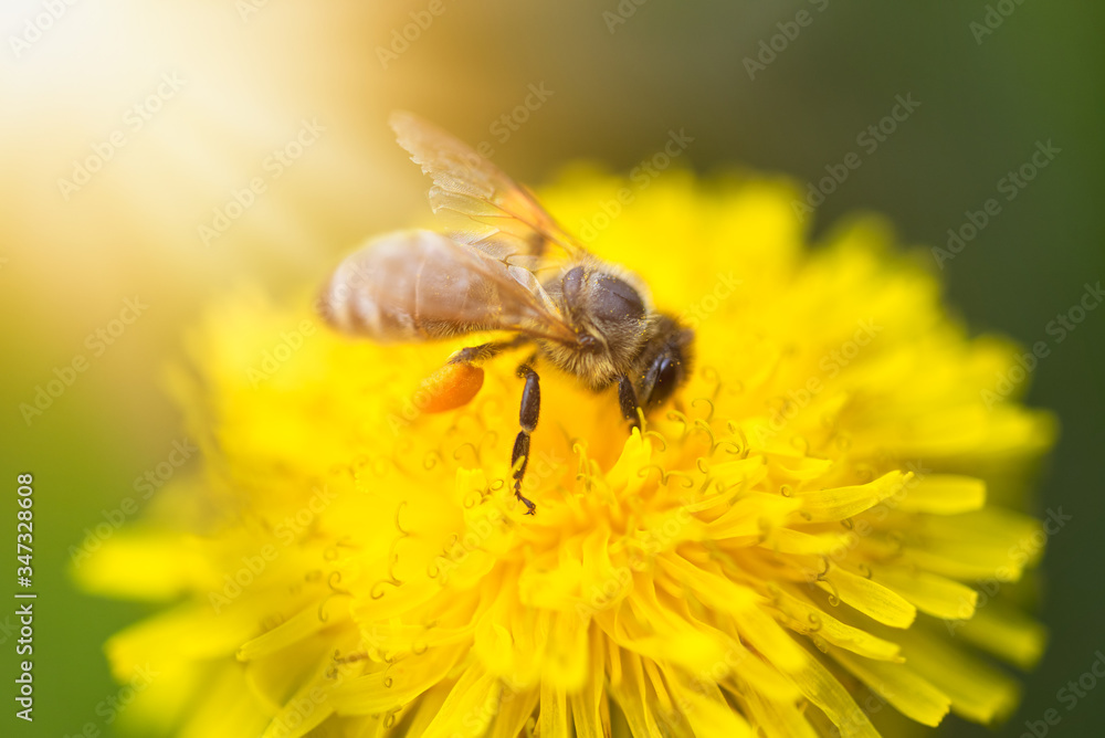 Honey bee collecting nectar from dandelion flower. Honey bee collecting nectar from dandelion flower.