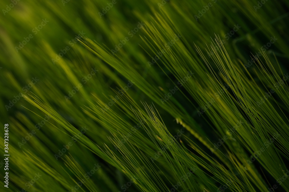 Gerste close up junge Triebe Feld abstrakt Hintergrund Gerste close up junge Triebe Feld abstrakt Hintergrund