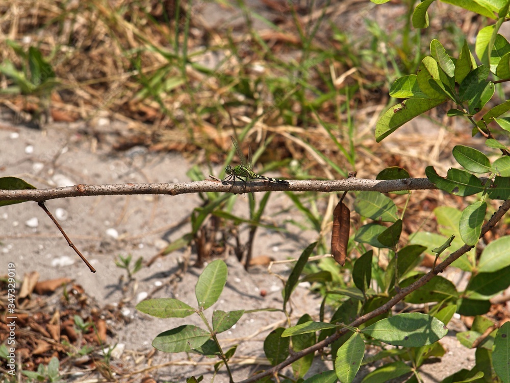 green dragonfly on a branch