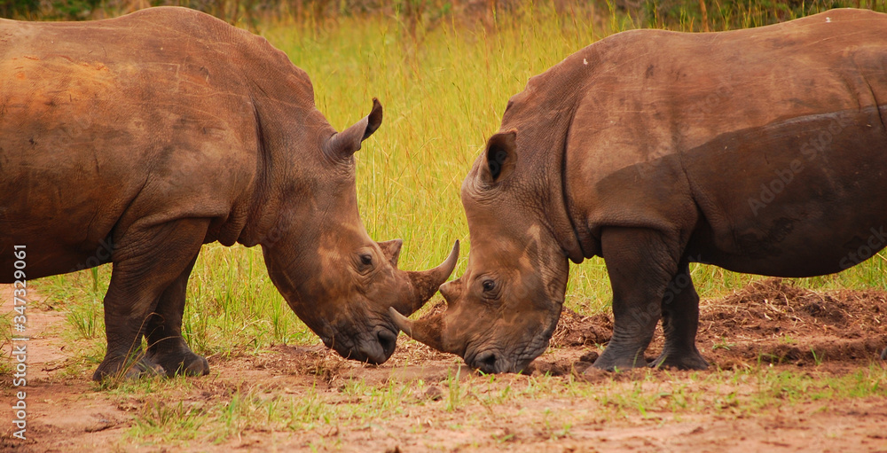 Fototapeta premium Rhinos Uganda