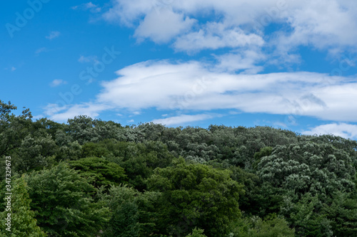 Blue sky and forest pictures