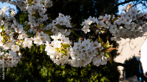 
Fruit tree blossom, ready for free space for text