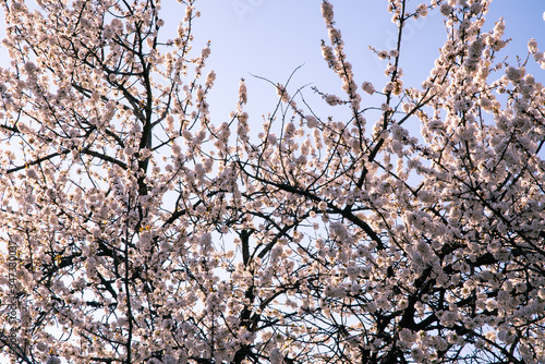 
Fruit tree blossom, ready for free space for text