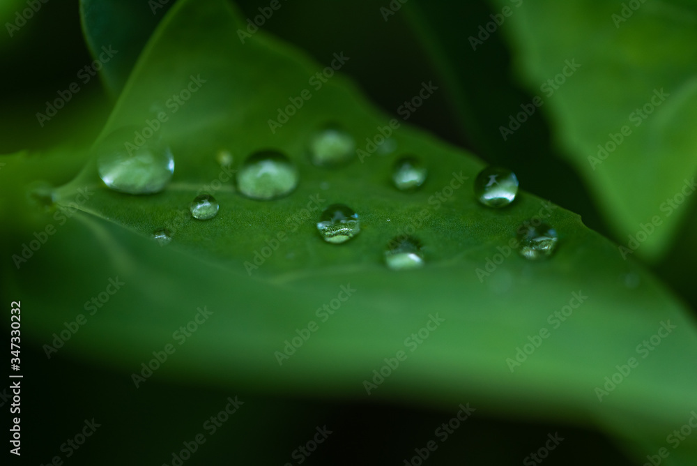 Water drops on a water lily leaf
