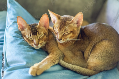 Two abyssinian kittens sleeping on a blue velvet pillow 