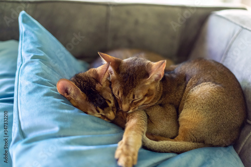 Two abyssinian kittens sleeping on a blue velvet pillow	