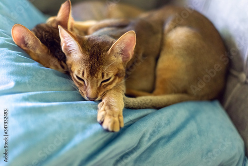 Two abyssinian kittens sleeping on a blue velvet pillow 