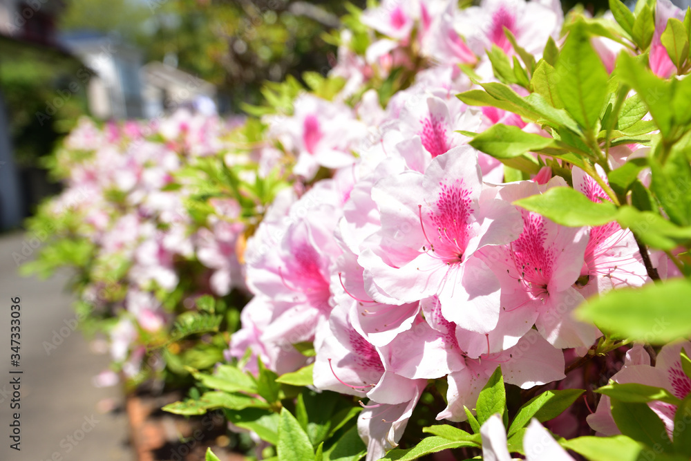 花 (Flower) 花 (Flower)