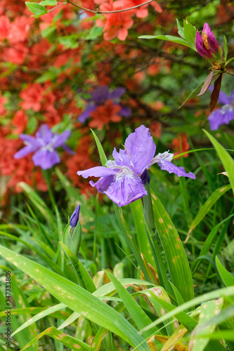                                     Beautiful Iris sanguinea and Azalea in a forest.