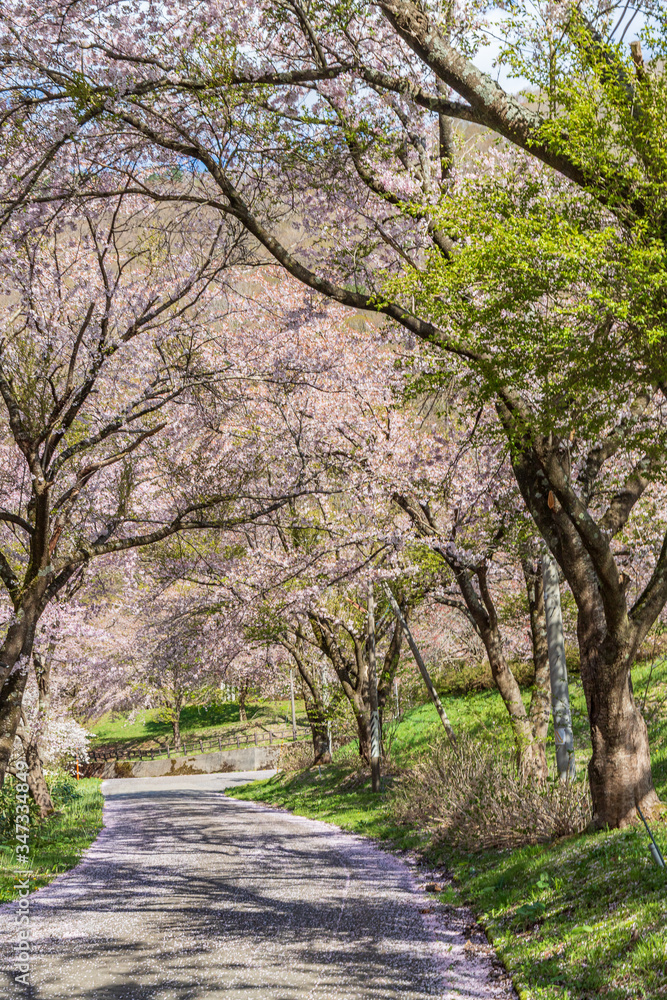 spring in the park