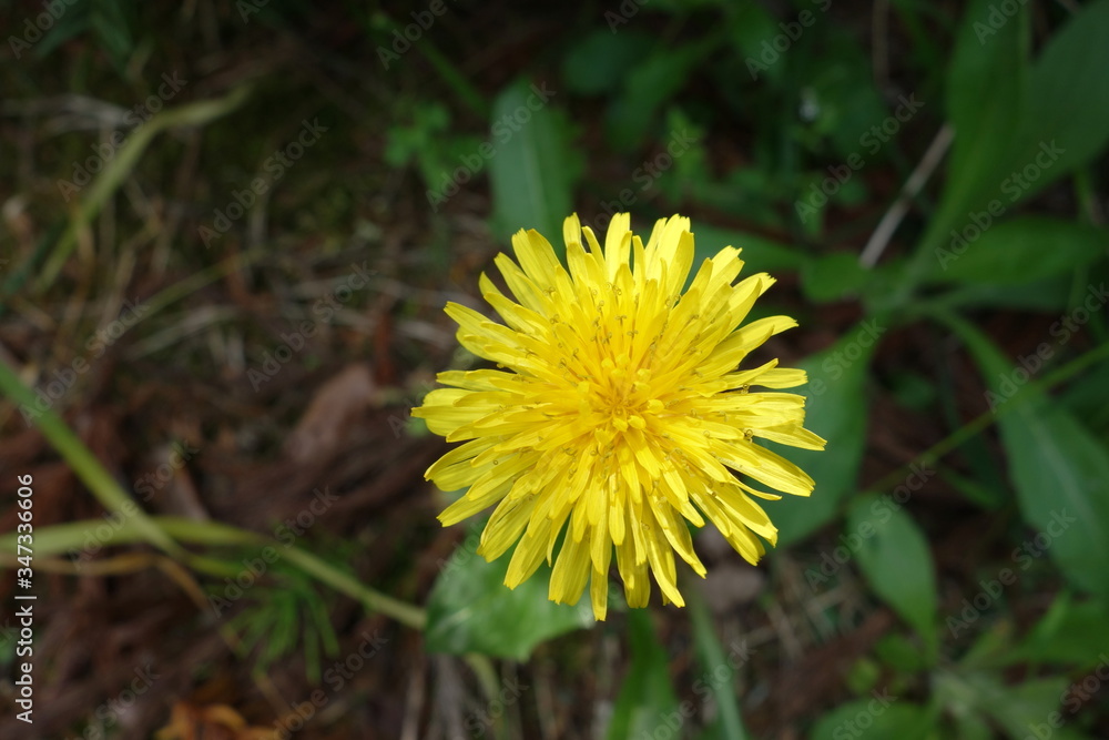 dandelion dandelion