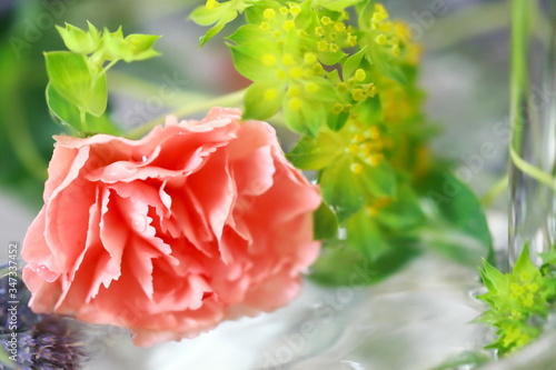 flower
