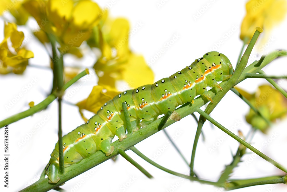 アオモクメキリガの幼虫。つぼみ菜の花芽が特にお気に入り。食欲旺盛。昆虫素材