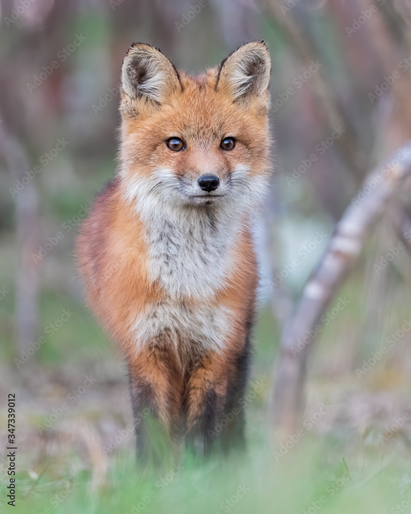 Red fox kit (Vulpes vulpes) Red fox kit (Vulpes vulpes)