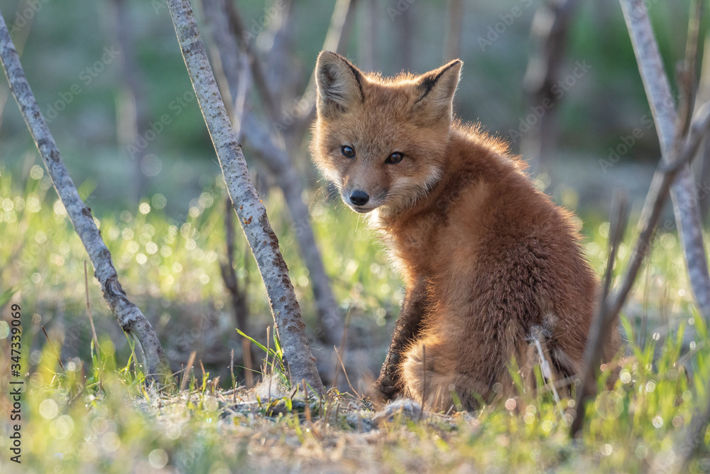 Fototapeta premium Red fox kit (Vulpes vulpes)