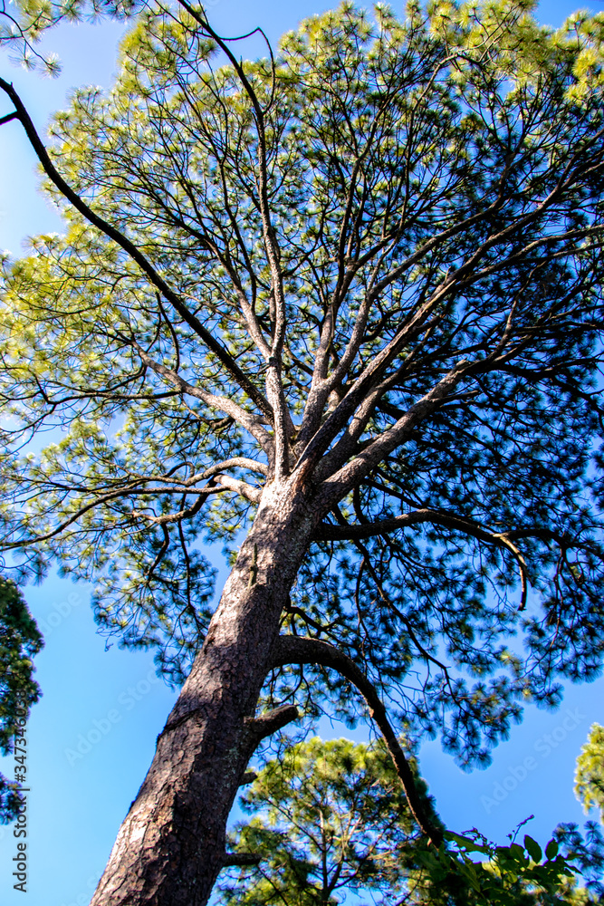 Fototapeta premium Árbol exótico visto desde abajo