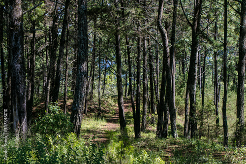 Bosque lleno de vida y naturaleza