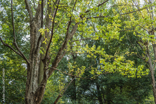 幹にささくれがあるトウカエデの木／Acer buergerianum © yumiko