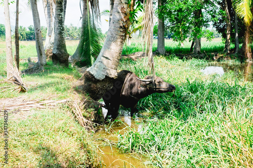 Carabao AKA kalabaw taking a rest under the shade of a coconut tree and cooling its body in the farm's water canal or swamp. Selective focus. Copy space.  © Lisyl