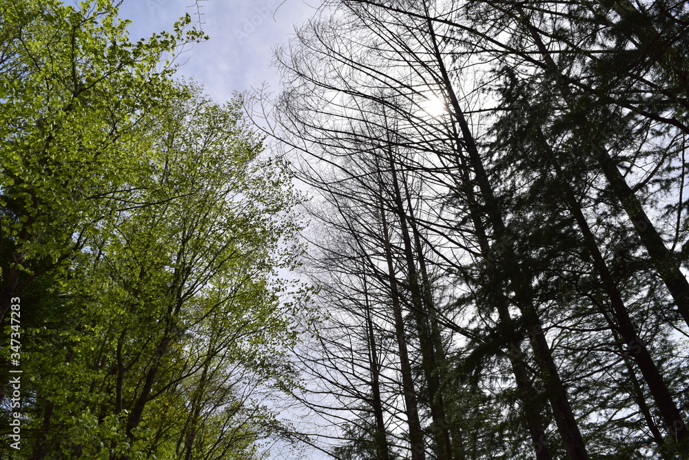 Obraz premium 森林