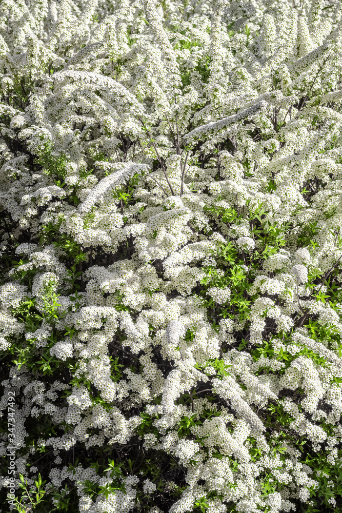 Bush with white flowers during spring flowering closeup. Bush with white flowers during spring flowering closeup.
