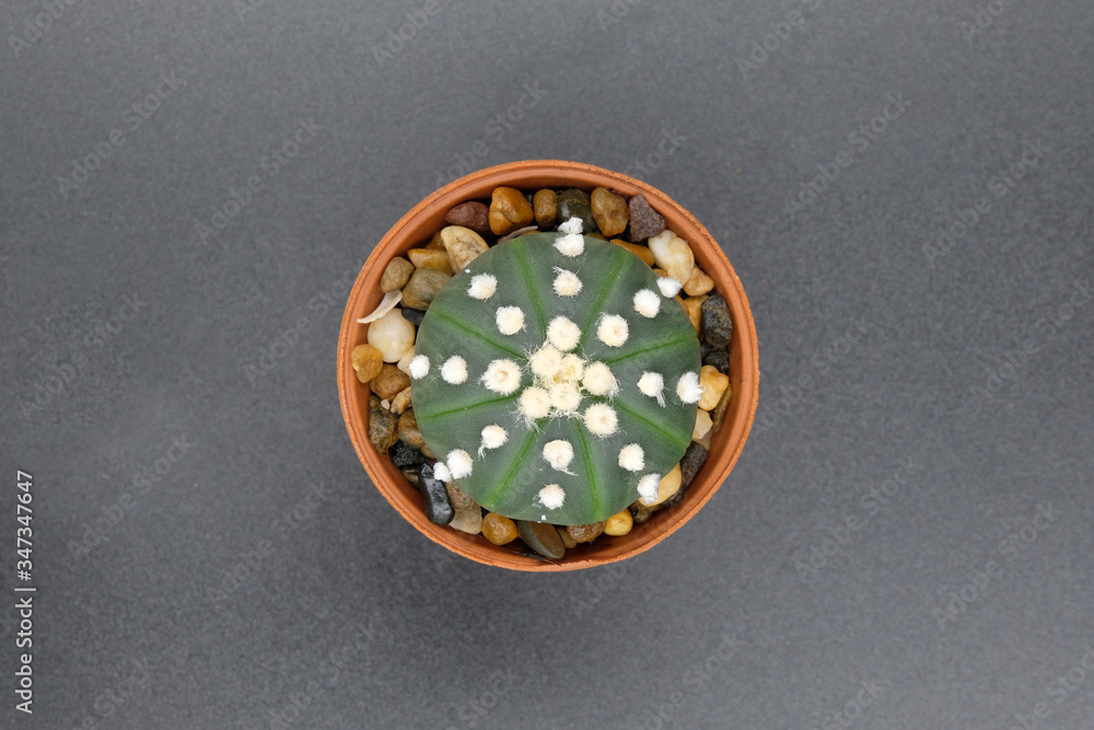 Green cactus top view isolated