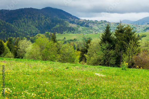 beautiful rural scenery of mountainous area. countryside landscape on an overcast day in spring