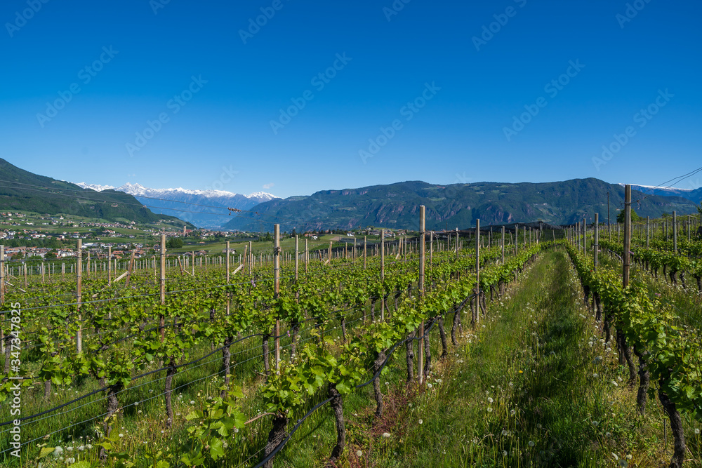 Vineyards in Appiano in Italian South Tyrol. Viticulture is the main branch of the economy for this region.