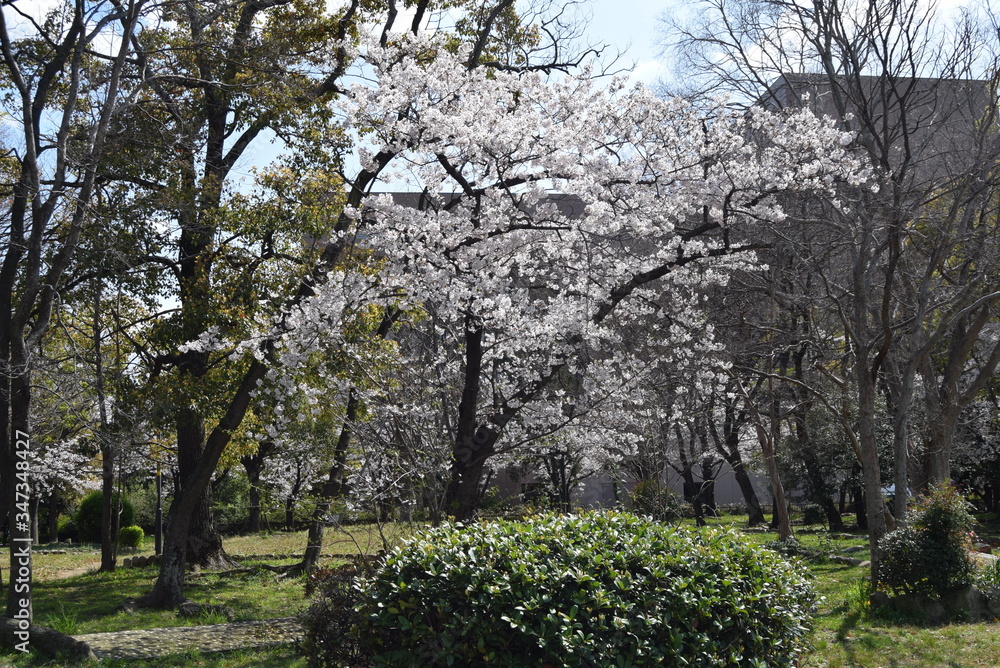 桜