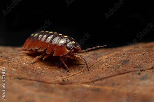 Clown Isopod