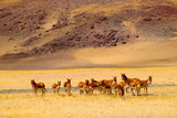 Under the snowy mountains of the plateau, swarms of wild asses enjoy the large grassland leisurely