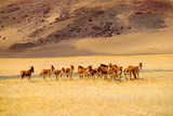 Under the snowy mountains of the plateau, swarms of wild asses enjoy the large grassland leisurely