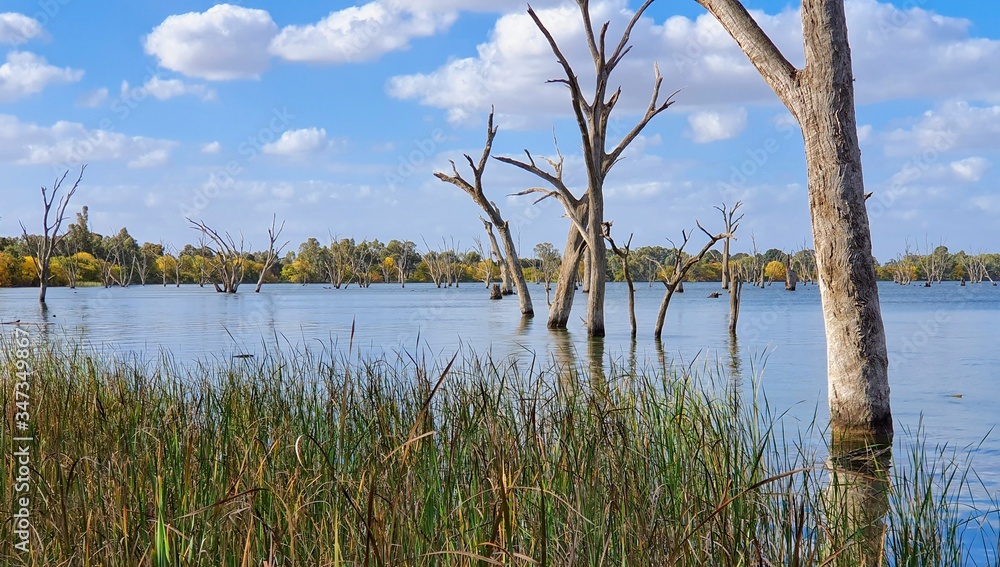 Afternoon at Lake Mulwala with a Line of Dead Trees