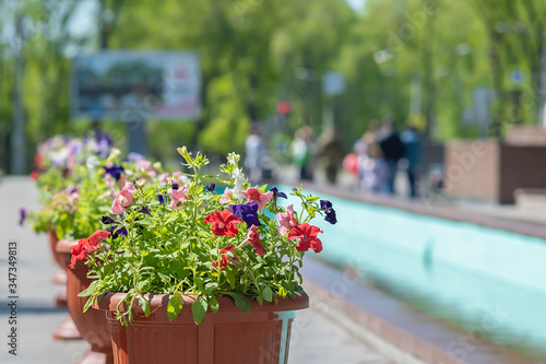 flower pot on the background of passers-by people, visitors to the city Park
