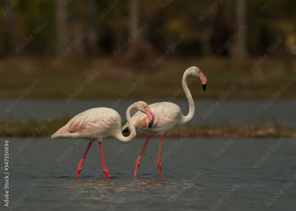 The greater flamingo is the most widespread and largest species of the flamingo family. making love with pair in beautiful ambiance and cool light.