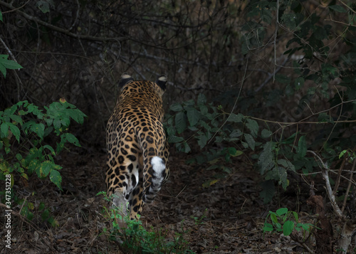 Leopard move back into jungle in very beautiful natural habitat shot