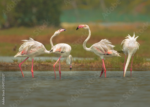 The greater flamingo is the most widespread and largest species of the flamingo family. making love with pair in beautiful ambiance and cool light.