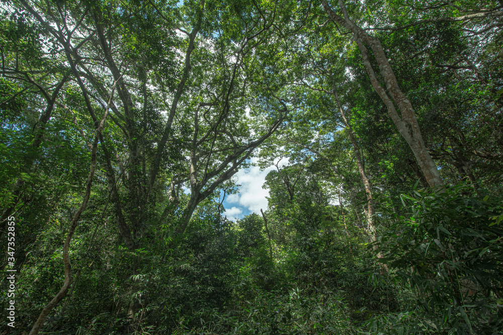 Fototapeta premium arvores na chapada