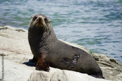 Female seal on the shore