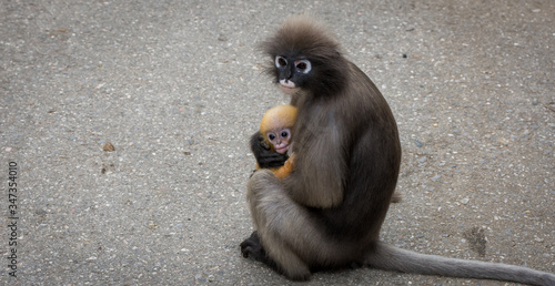 Photography Mother dusky monkey sitting on pavement with orange baby in her arms