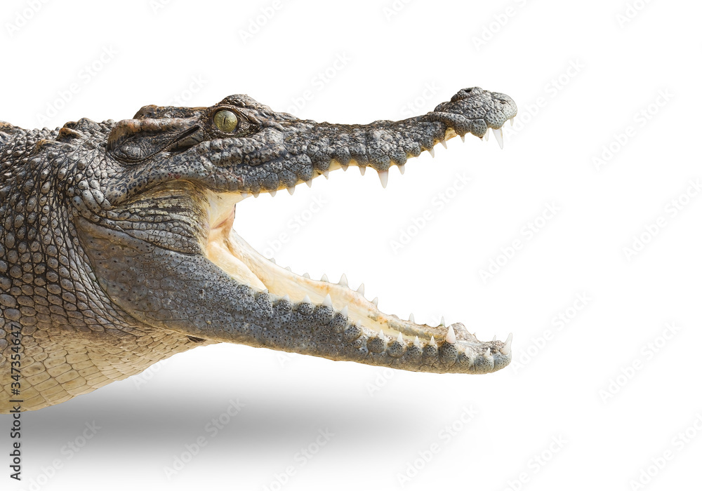 Fototapeta premium crocodile on a black background.
