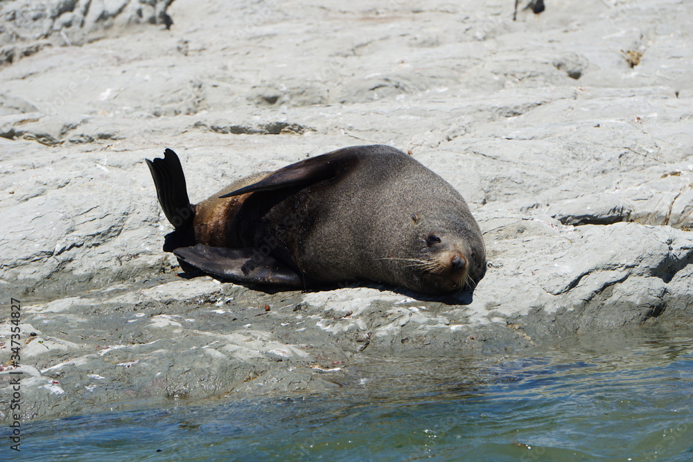 Fototapeta premium Tired seal resting on the beach
