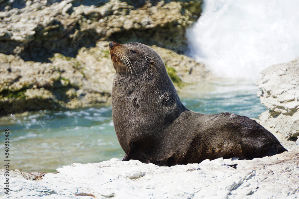Fototapeta premium Fur seal in the wild