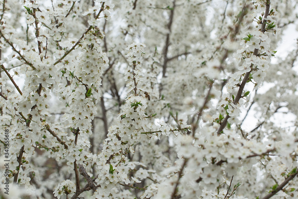 Spring blossoming apple tree Spring blossoming apple tree
